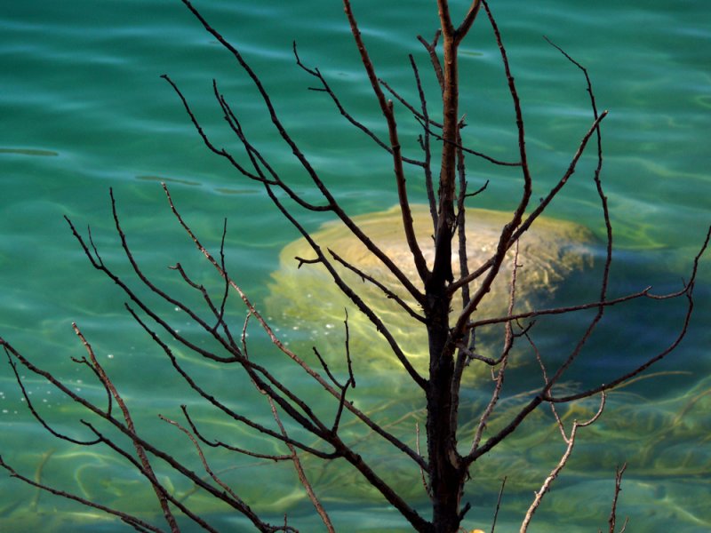 Parts of nature, June Lake, California, 2006