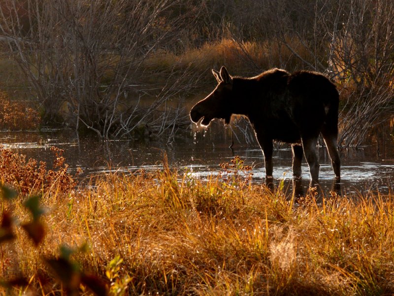 Moose, Jackson Hole, Wyoming, 2006