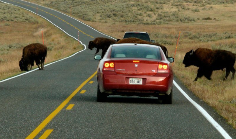 Bison crossing, Lamar Valley, Yellowstone National Park, Wyoming, 2006