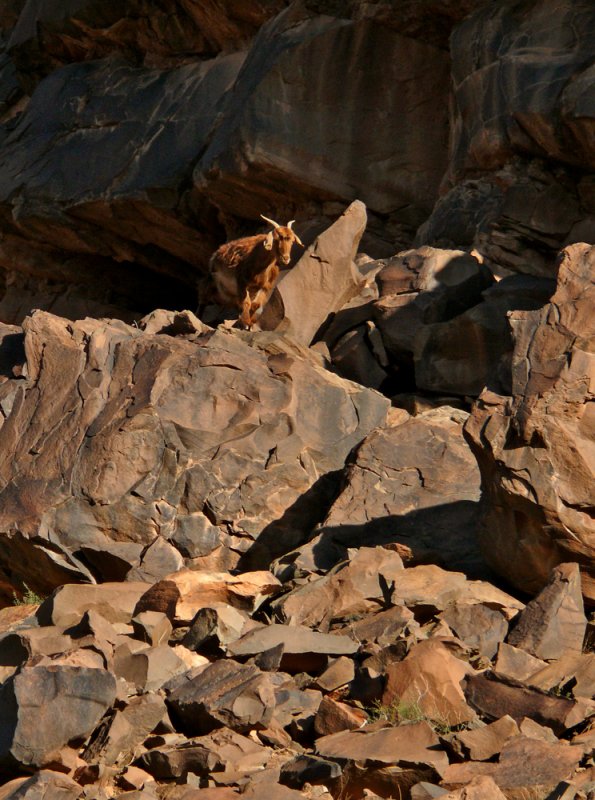 Goat, High Atlas Mountains, Morocco, 2006