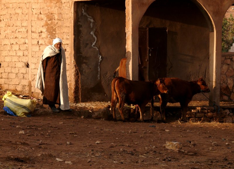Cattle barn, weekly market, Essaouira, Morocco, 2006