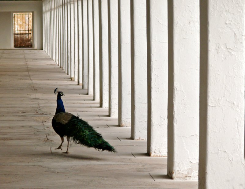 Resident peacock, Amargosa Hotel, Death Valley Junction, California, 2007