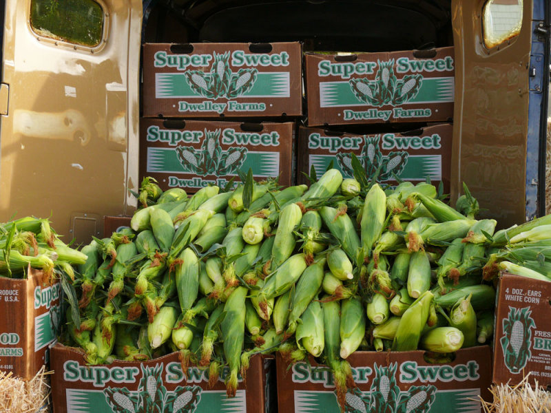 Sweet Corn, Petaluma, California, 2007