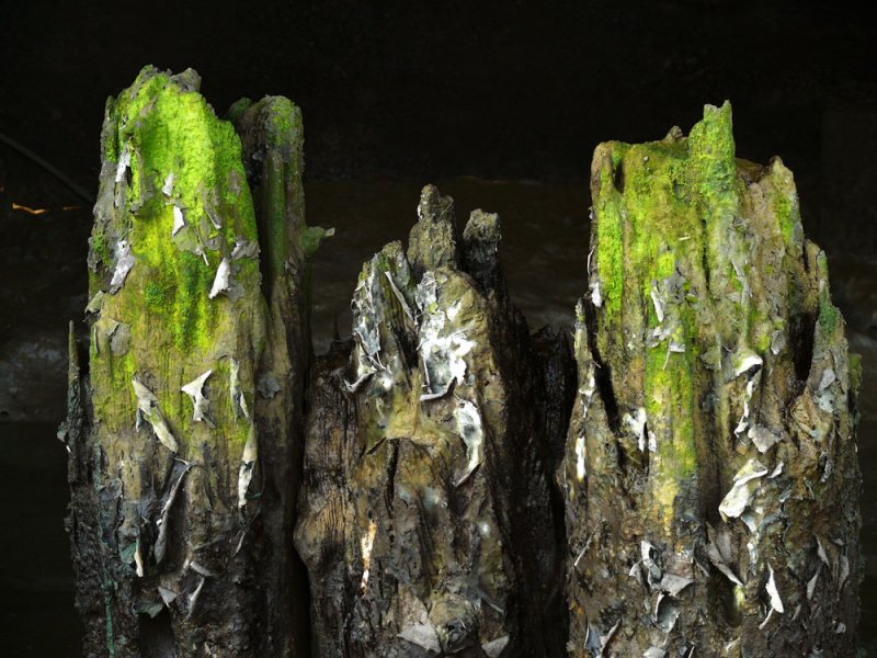 Pilings, Petaluma River, Petaluma, California, 2007