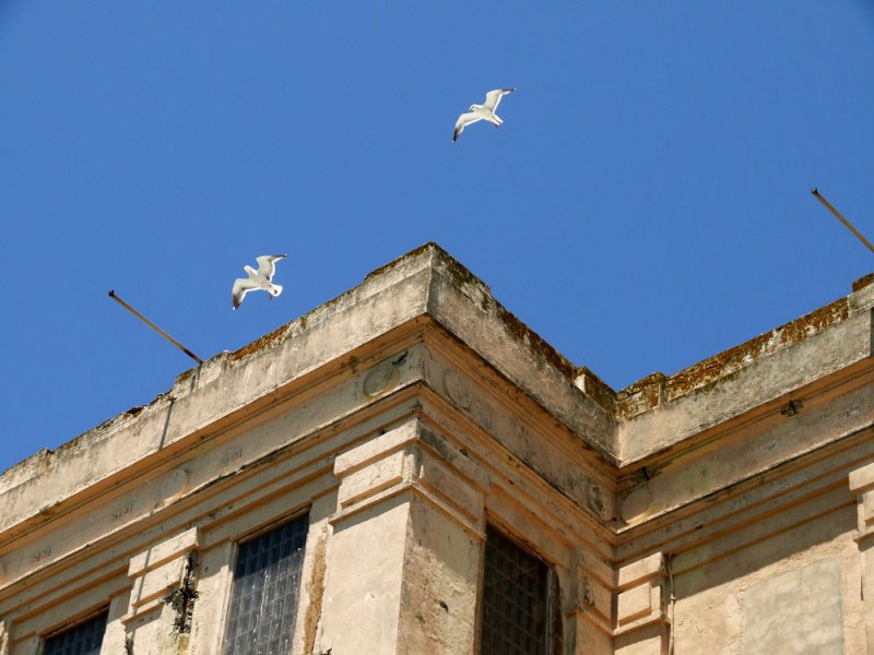 Gulls over Alcatraz, San Francisco, California, 2007