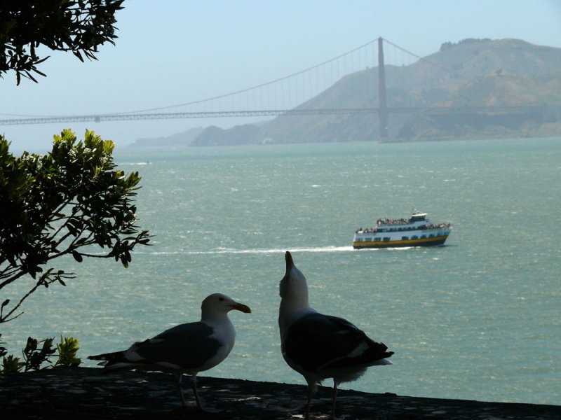 Courtship at Golden Gate, San Francisco, California, 2007