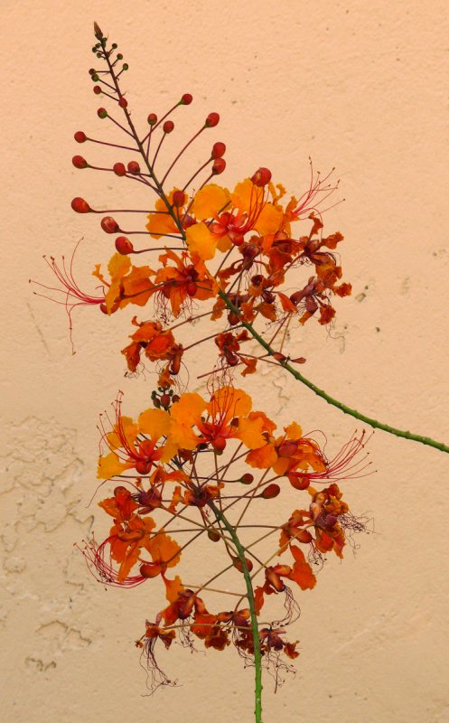 Bird of Paradise, Phoenix, Arizona, 2007