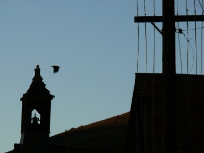 Bird and belfry, Bodie State Historic Park, California, 2006