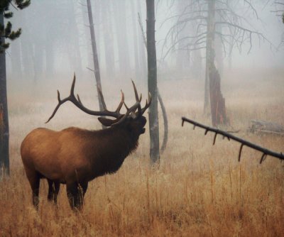 Sounding the bugle, Yellowstone National Park, Wyoming, 2006