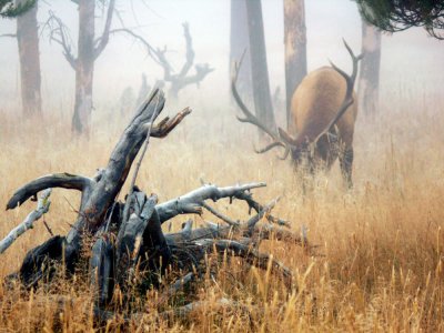 Grazing elk, Yellowstone National Park, Wyoming, 2006