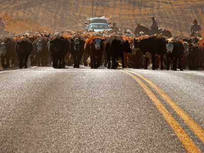 Cattle-drive, Henry, Idaho, 2006