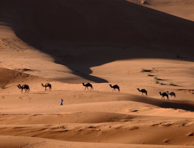 Camel herd, Erg Chebbi, Sahara Desert, Morocco, 2006