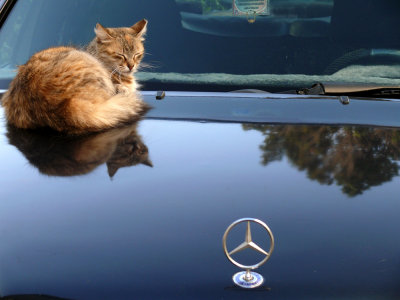 Fat cat, Rabat, Morocco, 2006