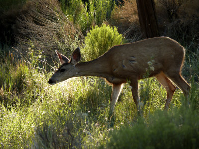 Mule deer, Grand Canyon National Park, Arizona, 2007