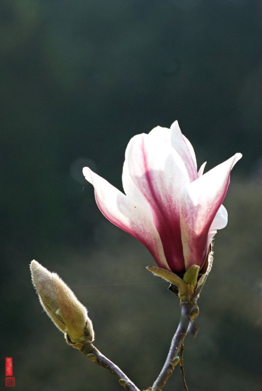 DSC_1443.jpg