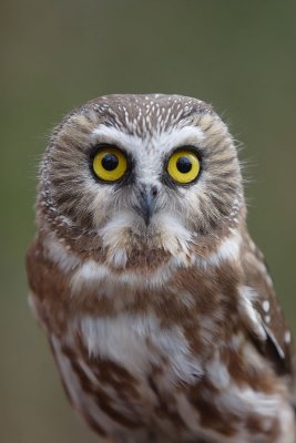 Saw Whet Owls