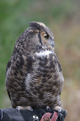 Great Horned Owl