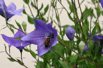 Balloon flower