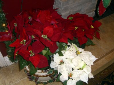 Christmas Color