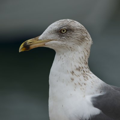 Gaviota