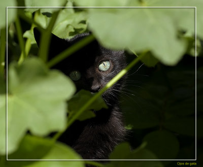 Ojos de gata