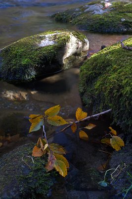 Middle Prong Little River