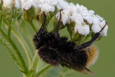 Soaked bumblebee (Bombus lapidarius)