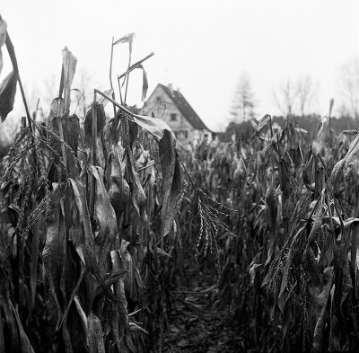 Mill and corn field