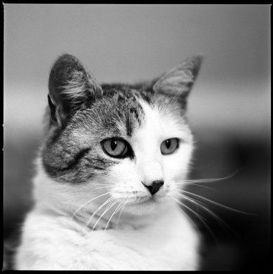 Hasselblad Cat