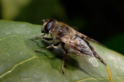 Hoverfly Poo (Eristalis tenax)