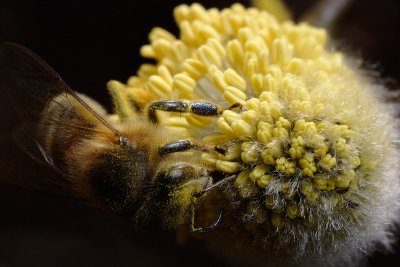 First bee this spring (Apis mellifera)