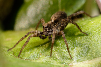 Juvenile male Wolf Spider