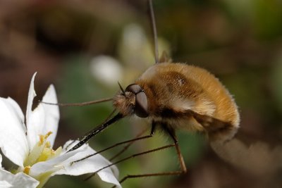 Beefly