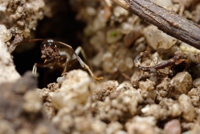 Building Ant