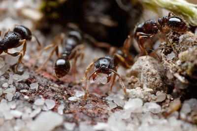 Pavement Ants carrying sand
