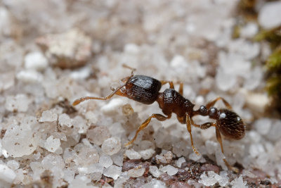 Pavement Ant carrying sand