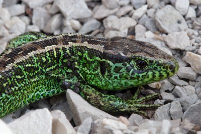 Sand Lizard