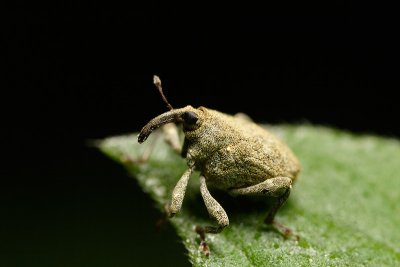 Weevil