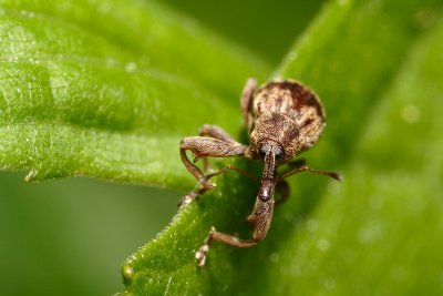 Weevil (Furcipus rectirostris, Kirschkernstecher)