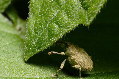 I really need to climb this leaf...