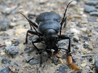 Eating Ground Beetle