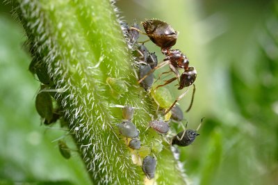 Ant and aphids