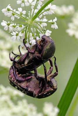 Mating Green Chafer Beetles