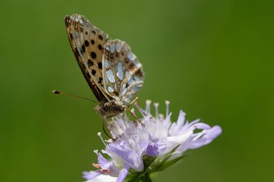 Queen of Spain Fritillary