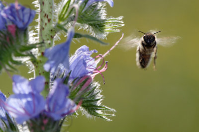 Honey Bee caught in flight (Apis mellifera)