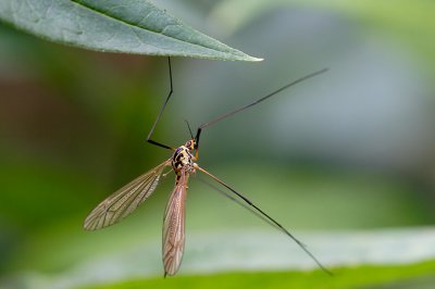 Crane Fly (Nephrotoma sp.)