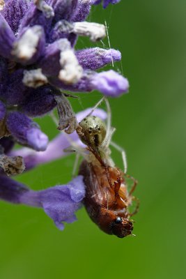 Enoplognatha ovata snacking on a beetle