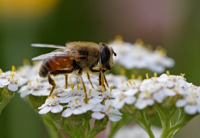 Side view of Eristalis tenax, a hoverfly