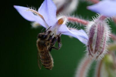 Honey Bee on borage (Apis mellifera)