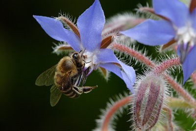 Honey Bee on star flower (borage, Apis mellifera)